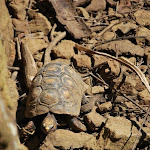 DSC_0972 - Copie.JPG