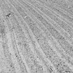 DSC17974bw.jpg