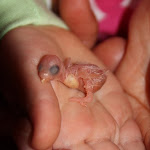 Maddison & newborn baby bird.jpg Maddison & newborn baby bird.jpg