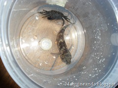 Trampa casera peces botella Trampa casera peces botella