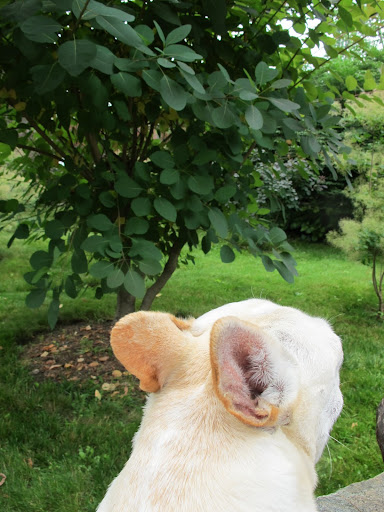 Francesca, what kind of birds are they?