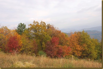 alberi alberi