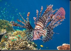 Red Lionfish1
