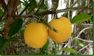 Garcinia gardneriana1 Garcinia gardneriana1