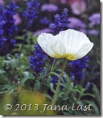 Cropped White Poppy 600dpi Cropped Cropped White Poppy 600dpi Cropped