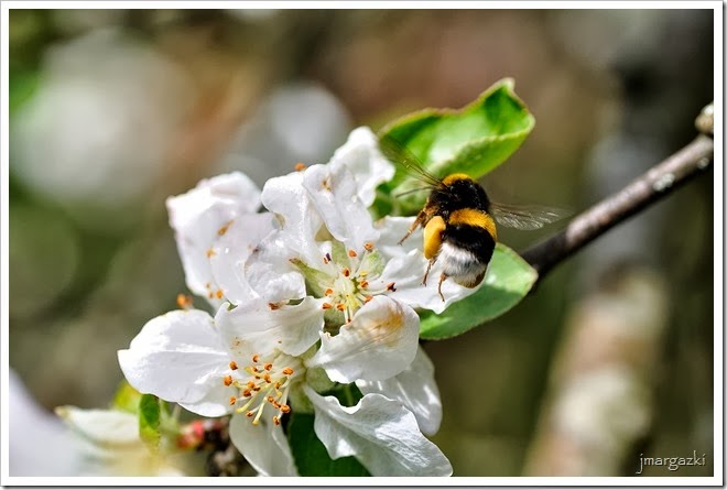 DSC_5008 DSC_5008