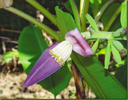 Musa chunii Musa chunii
