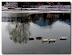 bolzano_enten_sin03.jpg