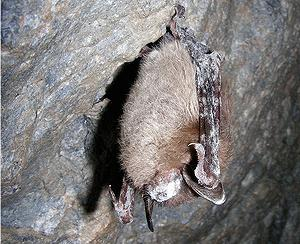 Little brown bat with white-nose syndrome in Greeley Mine, Vermont, 26 March 2009. Marvin Moriarty courtesy USFWS