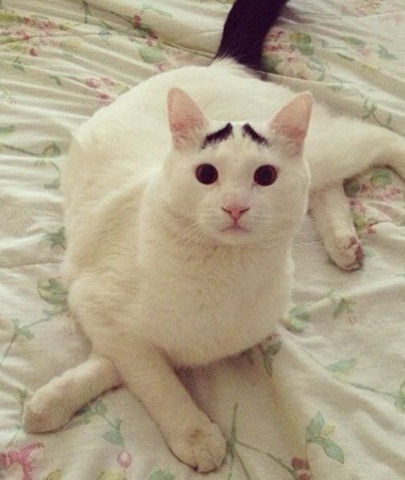 [white-cat-eyebrows-19%255B2%255D.jpg]