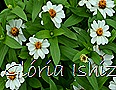 Glória Ishizaka -   Kyoto Botanical Garden 2012 - 88