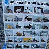 21.05.2011 Rassehasen in Saarlouis 1