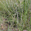 Purple Needlegrass