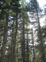 IMG_0917.JPG Photo