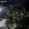 Cassegrain - Tiamat Cassegrain - Tiamat