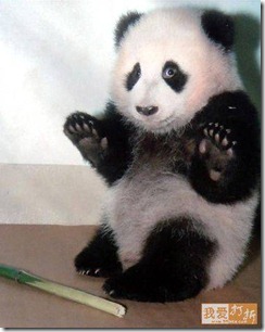 guilty panda bear