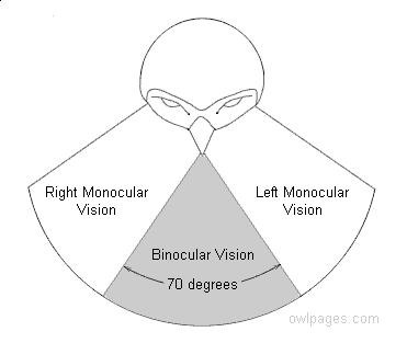 [binocular_vision1.gif]