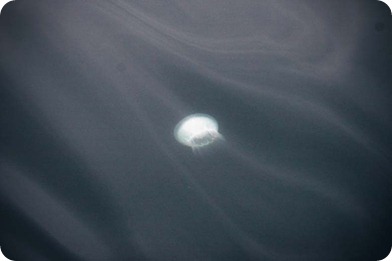 jellyfish jellyfish
