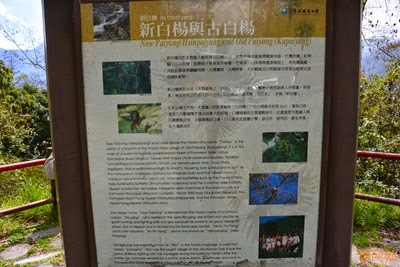 0222 184 - 新白楊 0222 184 - 新白楊