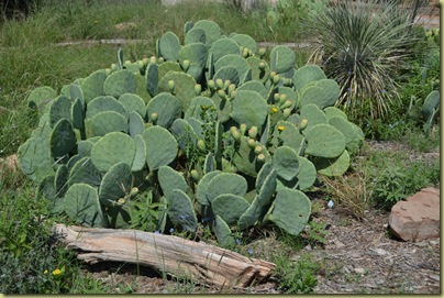 Palo Duro Cactus