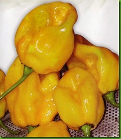 Pepper Bombe Jaune Pepper Bombe Jaune
