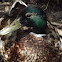 Mallard