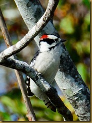 Downy Woodpecker