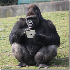 Gorilla using an iPad - The Mobile Spoon