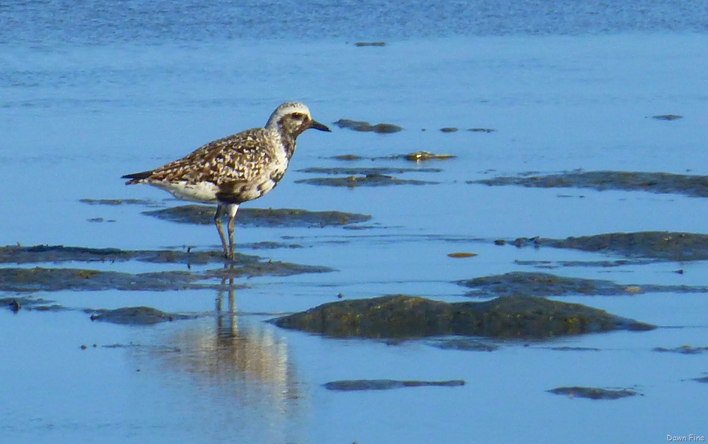 [tern%2520island%2520birding_093%255B1%255D.jpg]