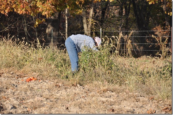 Picking Tomatoes Picking Tomatoes