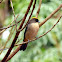 Tiê-de-topete (Black-goggled Tanager)