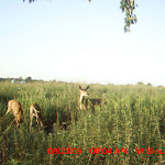 nichols deer 054.JPG