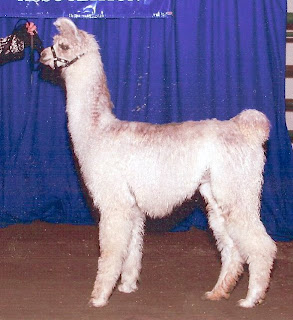 Champion Argentine Ghost 8 months old
