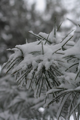 IMG_3111 IMG_3111
