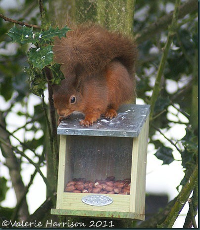 squirrel-on-feeder