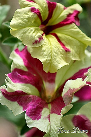 [Petunia_FancyDress_July9%255B7%255D.jpg]