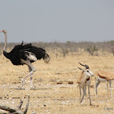 Sometimes the birds dwarf the mammals!