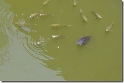 Fishes in Apag Marangle's fishpond