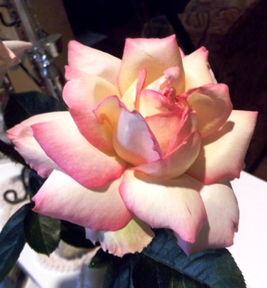 DSCF4967
