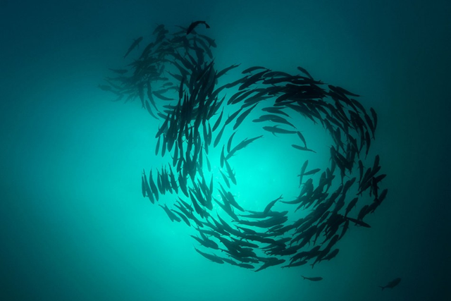 School of fish in Cabo Pulmo, Baja California. The no-take reserve at Cabo Pulmo now is full of fish schools. Octavio Aburto / nationalgeographic.com