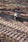 Egads!  Look at the size of these tire tracks.  There must be another big machine around here.