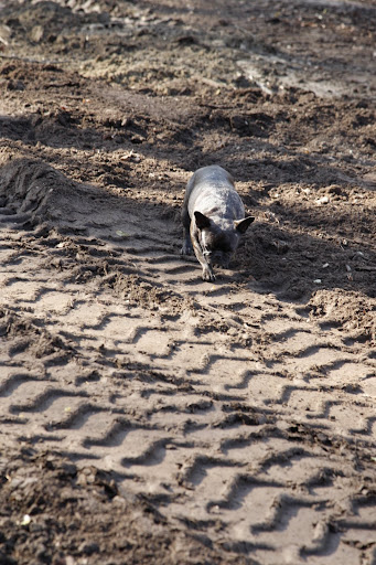 Egads!  Look at the size of these tire tracks.  There must be another big machine around here.