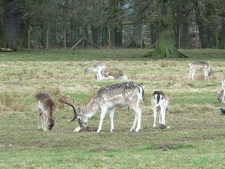 Attingham park