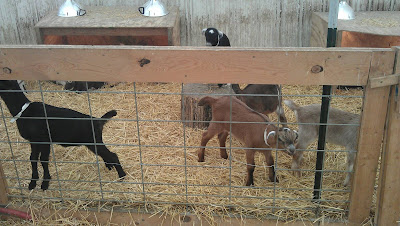 Baby goats
