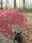 And I love Acer Palmatum 'Tamukeyama' - this is a lace-leaf maple that grows into a lovely umbrella shape - so nice for sitting under.