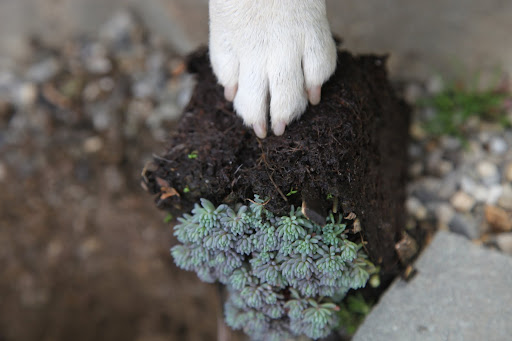 Once the  hole is dug, I'll scarify the roots of this sedum Hispanicum Var Minus - a very pretty succulent.