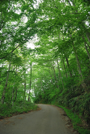 池ヶ原湿原への林道