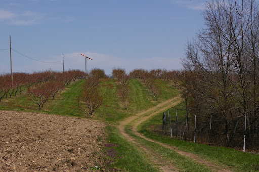 Ozark Mountain Orchard is located near Highlandville, MO. Peach trees (pictured) take up a majority of the land, but apples, pears, plums, tomatoes, strawberries, blueberries, and blackberries are also grown here. In the future, the owner plans to grow watermelons on the broken ground (lower left).