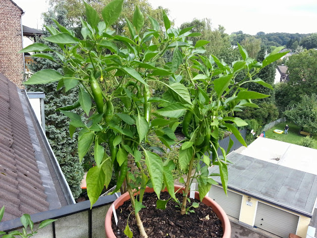 20140809_121519.jpg