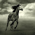 Arabian Horse Photography by Wojtek Kwiatkowski
